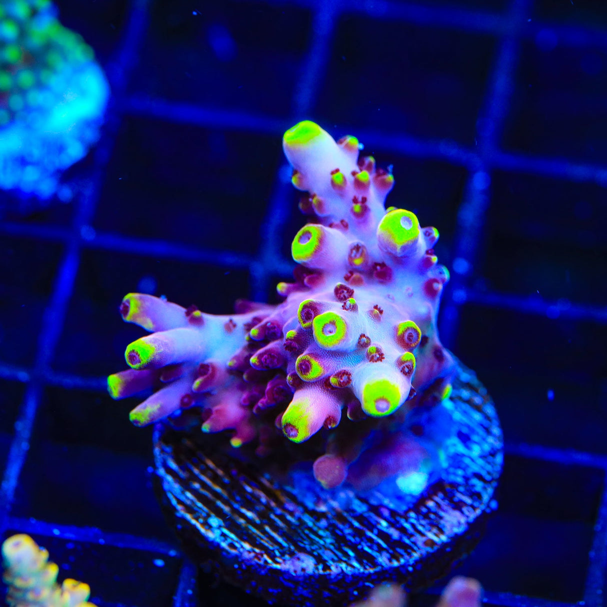 JF Fox Flame Acropora Coral