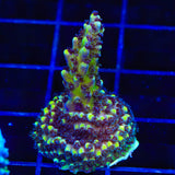 RRC Pink Cadillac Acropora Coral