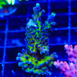 Jake Adams Immortal Tort Acropora Coral