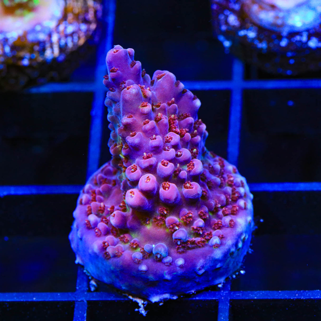 TSA Bottlerocket Acropora Coral - Top Shelf Aquatics