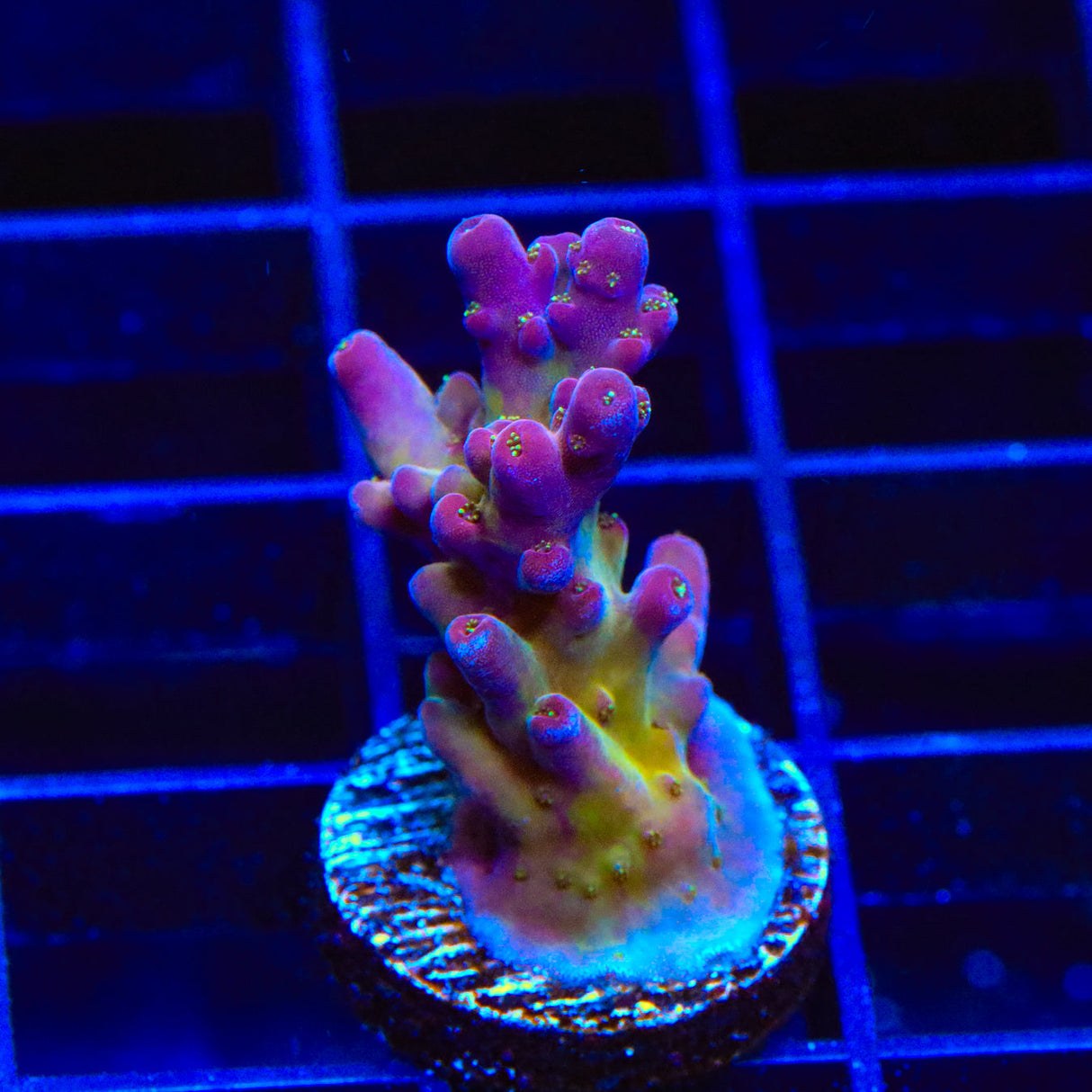 TSA Black Rose Acropora Coral