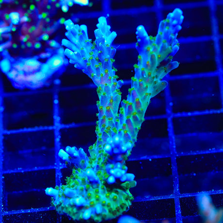 Tricolor Valida Acropora Coral