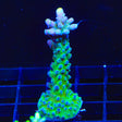 WWC Yellow Tip Acropora Coral