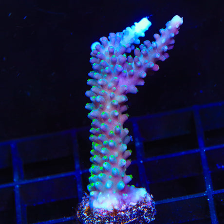 TSA Snozzberry Acropora Coral