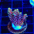 RRC Pink Cadillac Acropora Coral