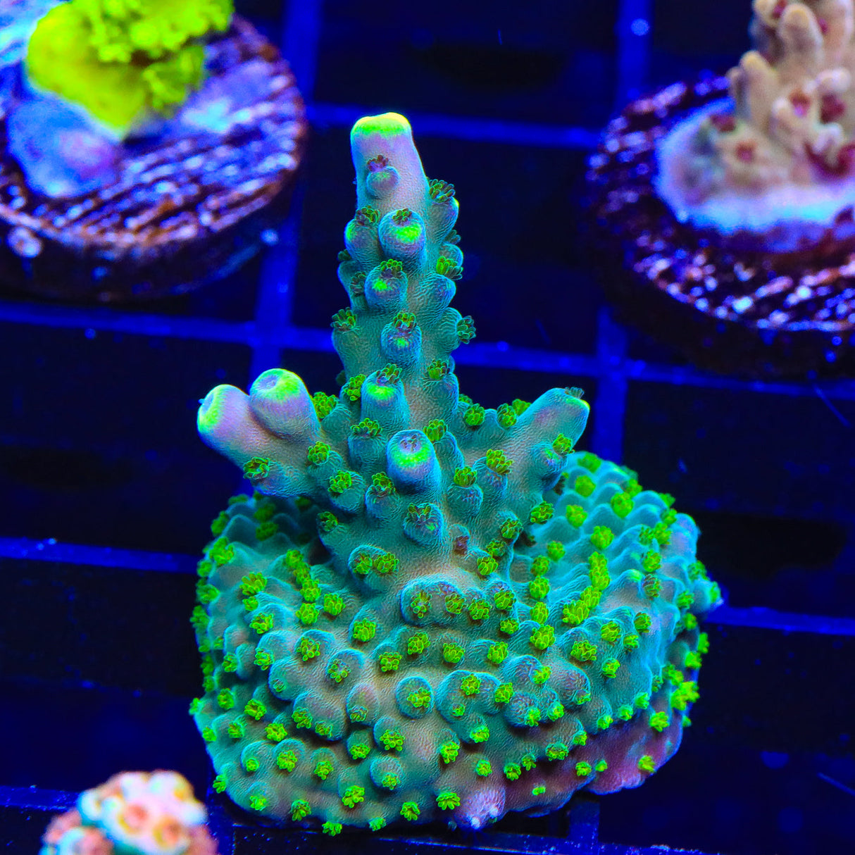 Paletta Tricolor Acropora Coral