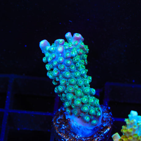 JF Shocktart Acropora Coral