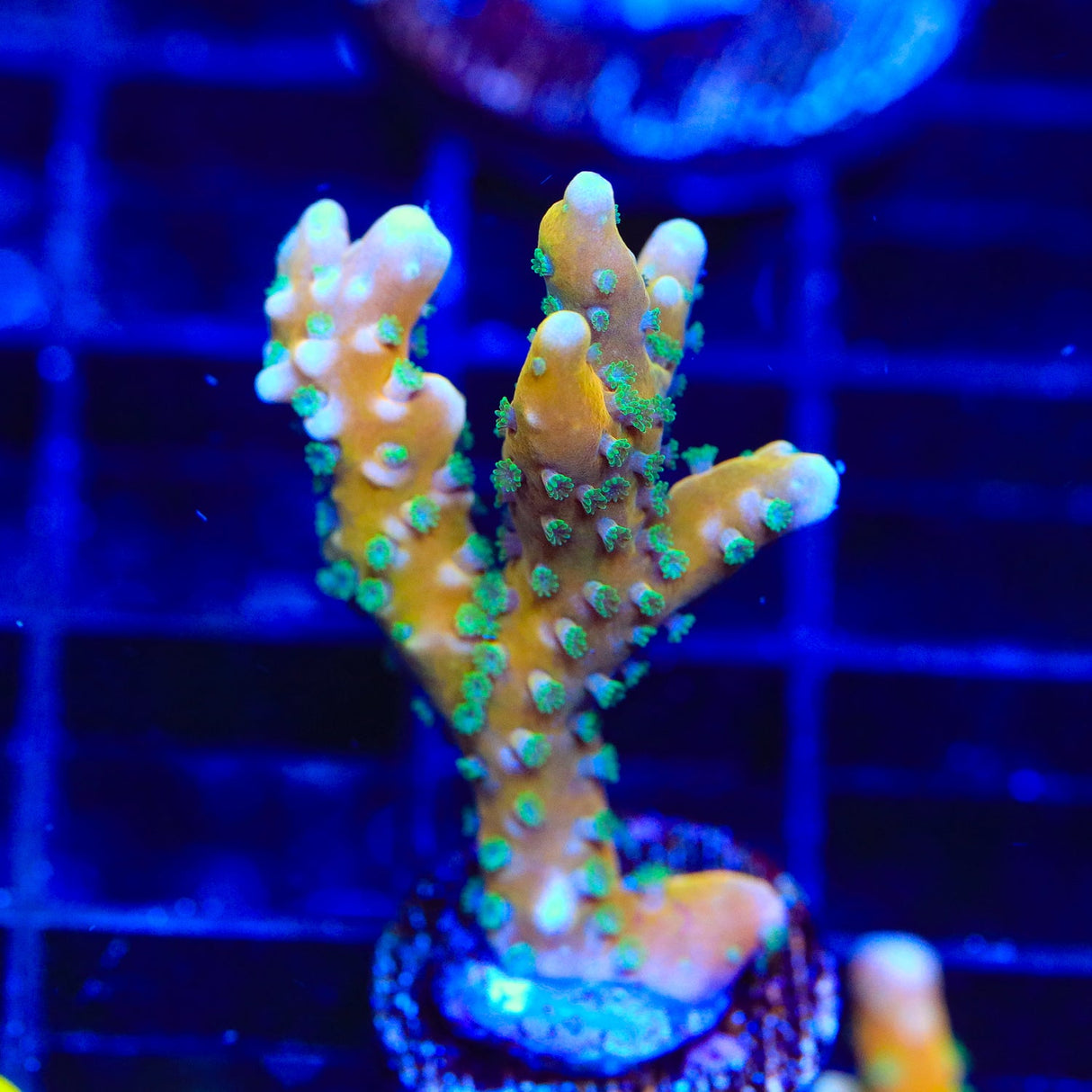 RRC Tropicana Anacropora Coral