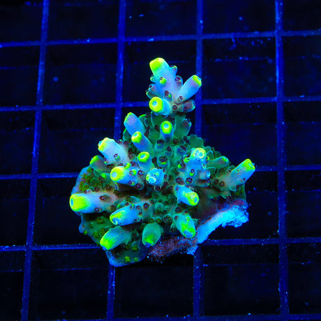 TSA Blue Flame Acropora XL Frag Coral