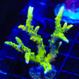 CB The Thing Anacropora Coral