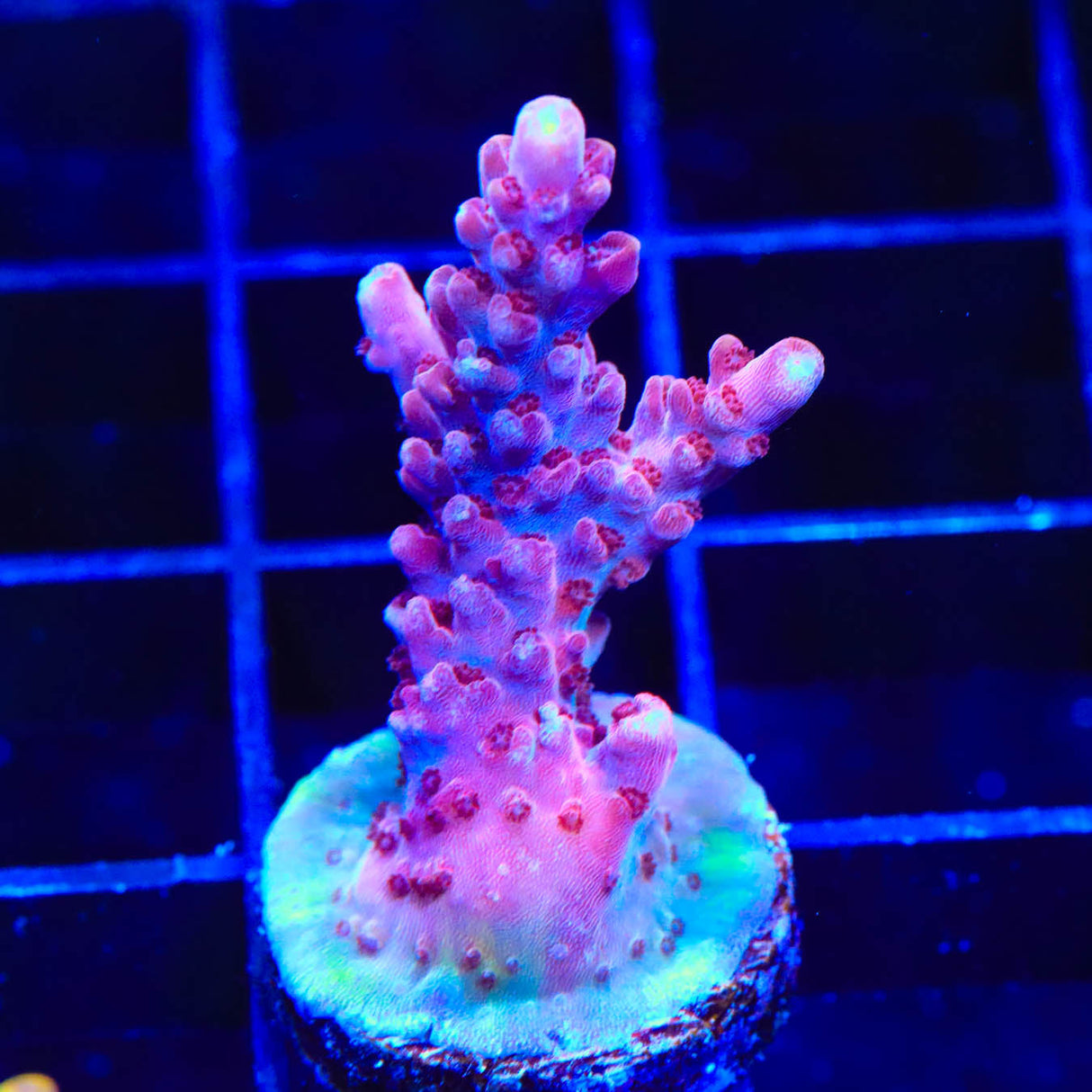 TSA Red Robin Acropora Coral – Top Shelf Aquatics