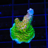 TSA Four Loko Acropora Coral