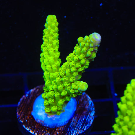 Green Slimer Acropora Coral