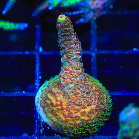 TSA Dragon Fire Millepora Acropora Coral