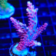 TSA Red Robin Acropora Coral