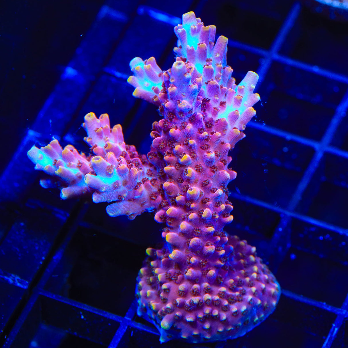 TSA Nightshade Acropora Coral