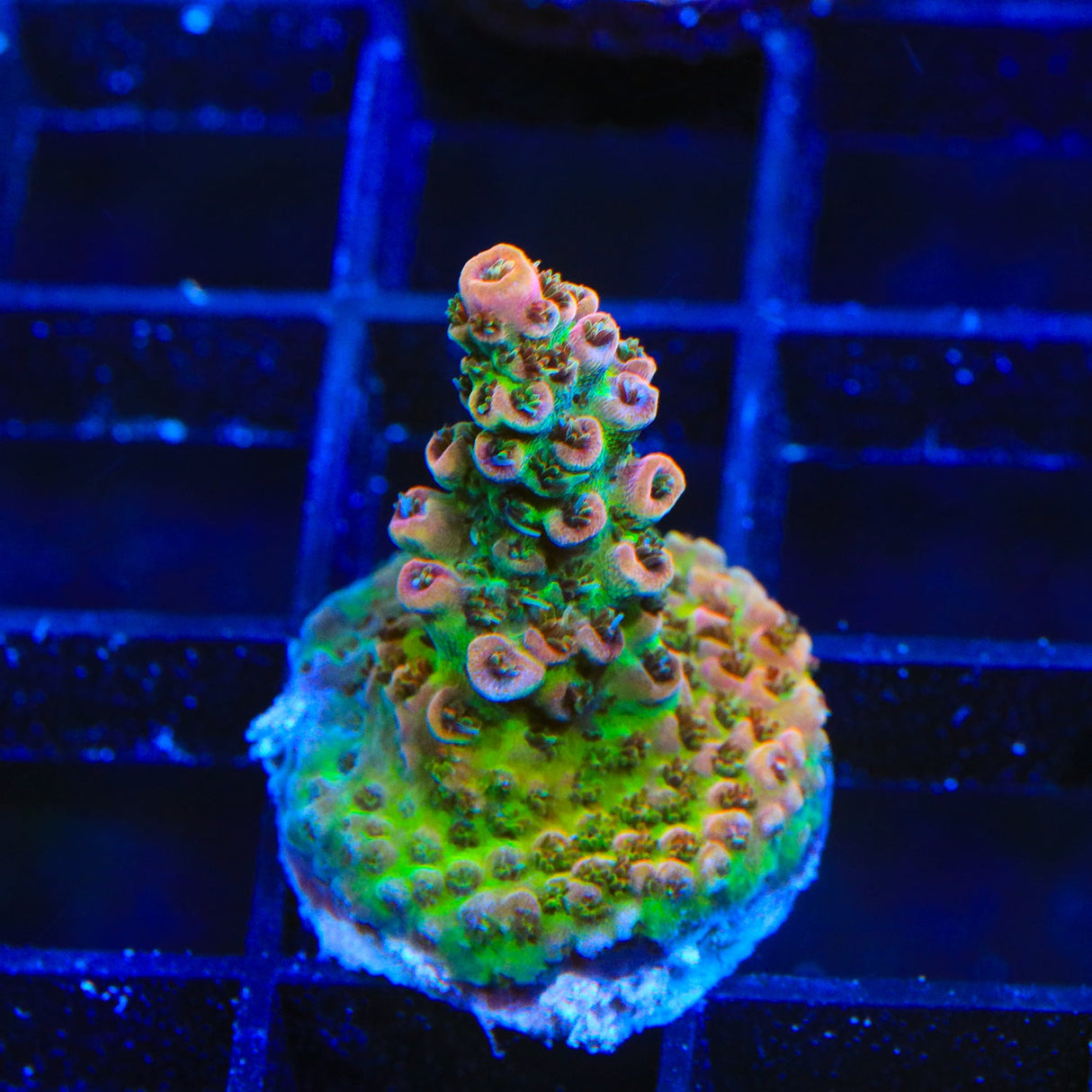 TSA Four Loko Acropora Coral