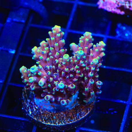 RRC Pink Cadillac Acropora Coral