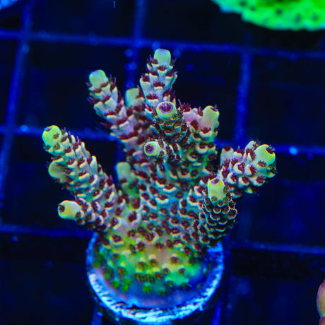 TSA Rainbow Sherbet Acropora Coral