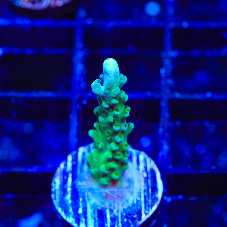 TSA Aquamarine Acropora Coral