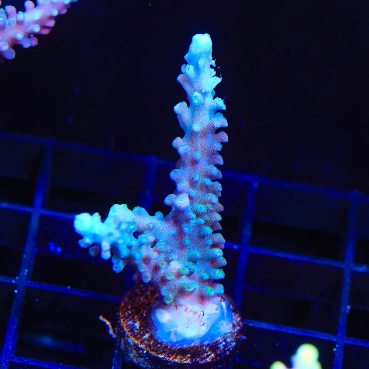 TSA Snozzberry Acropora Coral