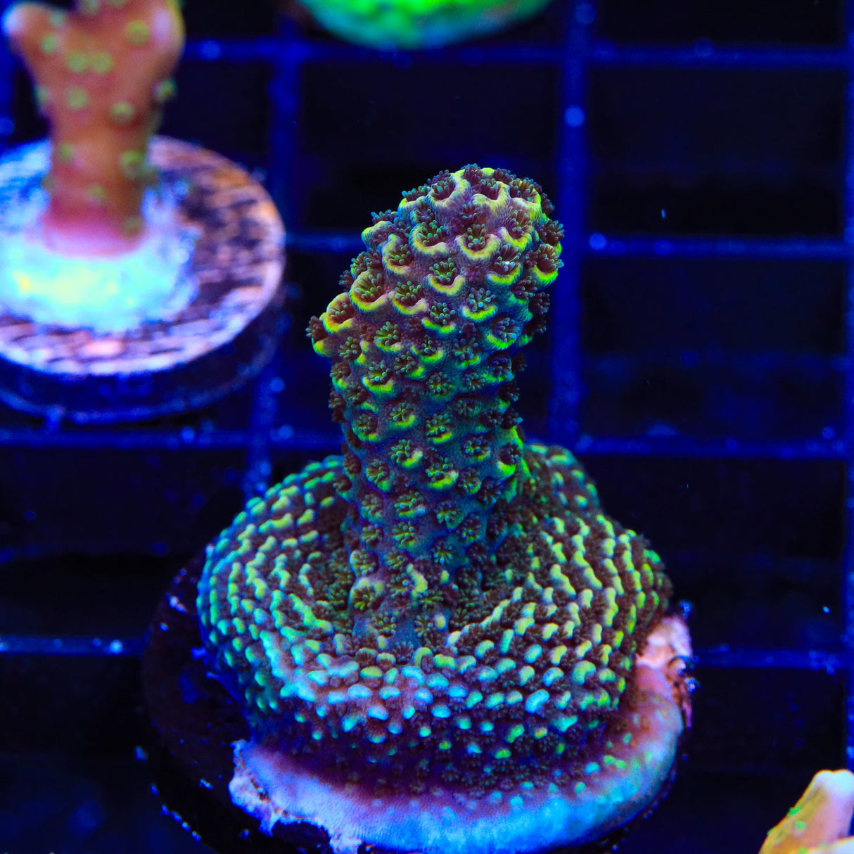 TSA Glimmer Spathulata Acropora Coral