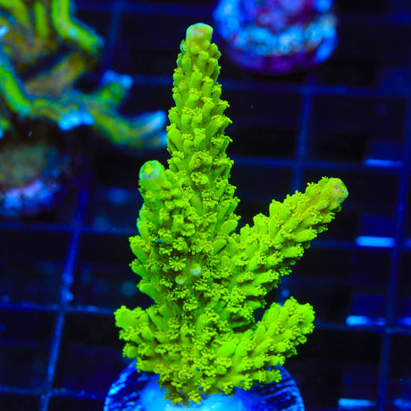 Green Slimer Acropora Coral