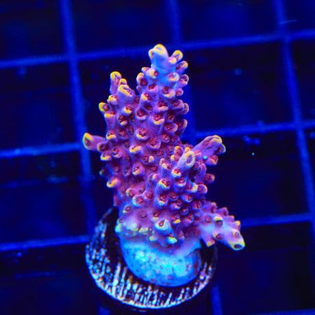 TSA Nightshade Acropora Coral