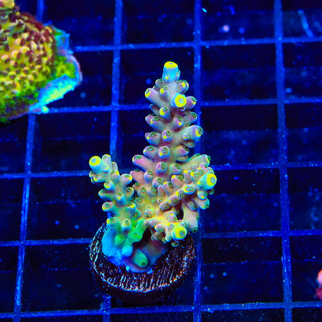 TSA Bollywood Acropora XL Frag Coral