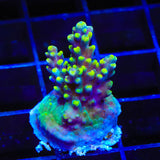 TSA Mile High Latistella Acropora Coral