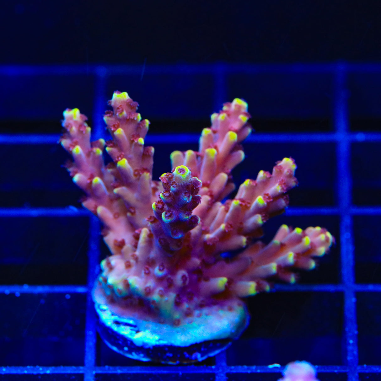 TGC Red Cadillac Acropora Coral