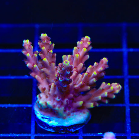 TGC Red Cadillac Acropora Coral