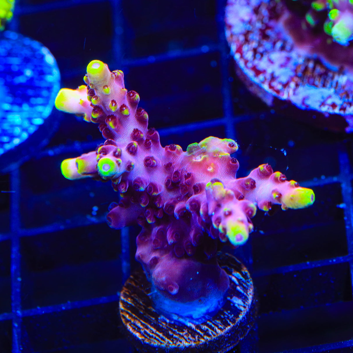 JF Fox Flame Acropora Coral