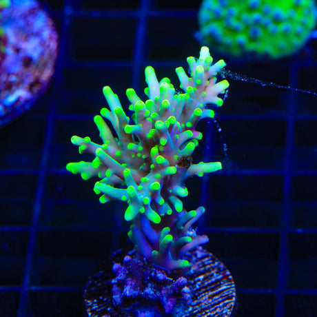 TSA Green Dragon Acropora Coral