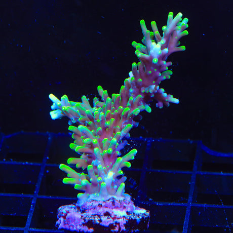 TSA Green Dragon Acropora Coral