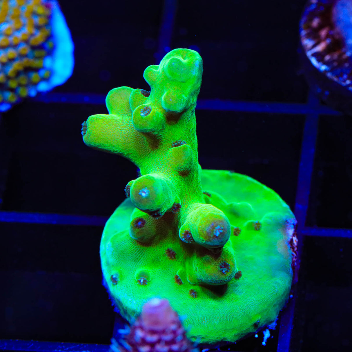 TSA Holy Diver Acropora Coral - Top Shelf Aquatics