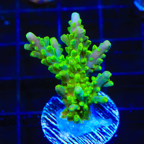 TSA Green Hornet Acropora Coral