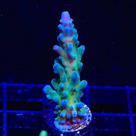 TSA Malaysia Jawdropper Acropora Coral