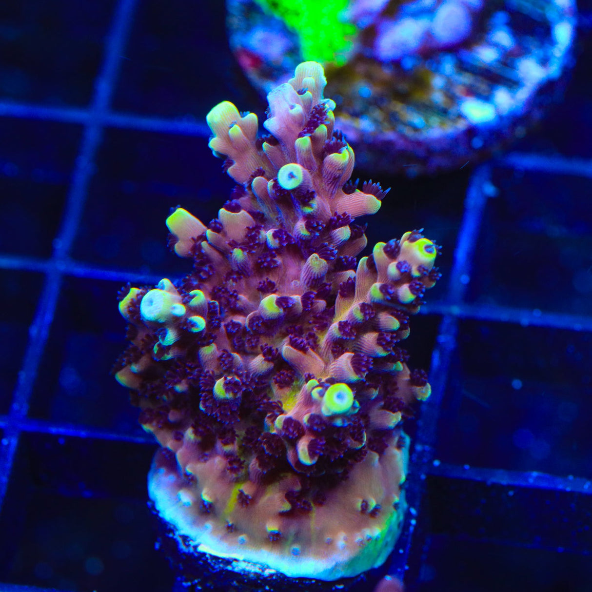 RRC Pink Cadillac Acropora Coral