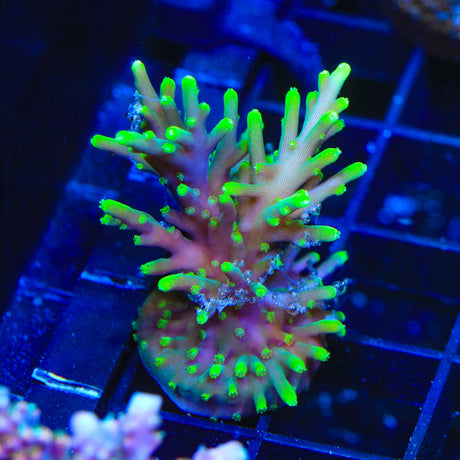 TSA Green Dragon Acropora Coral