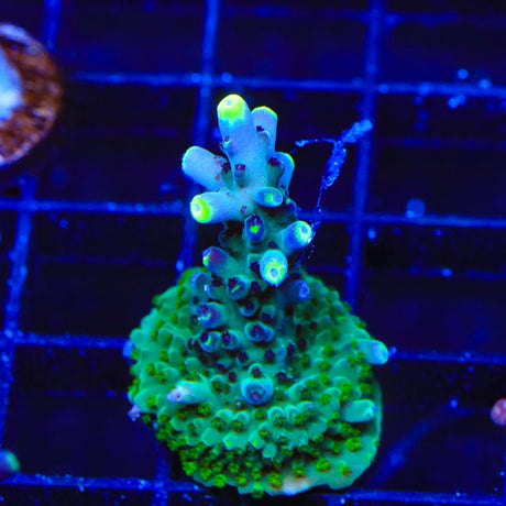 TSA Blue Flame Acropora Coral