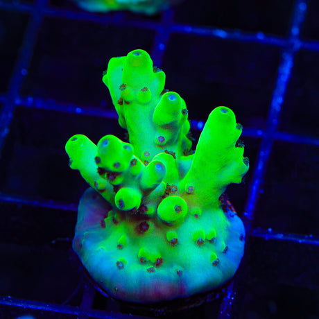 TSA Pearl Acropora Coral