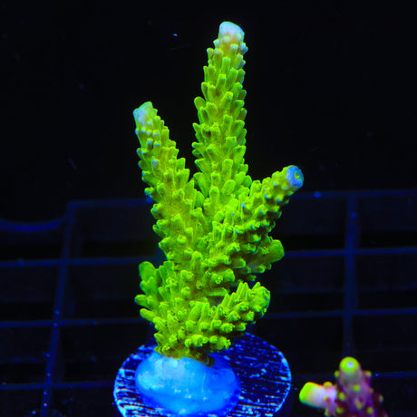 Green Slimer Acropora Coral