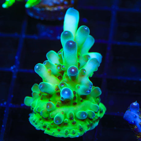 TSA Holy Diver Acropora Coral