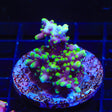 TSA The Riddler Acropora Coral