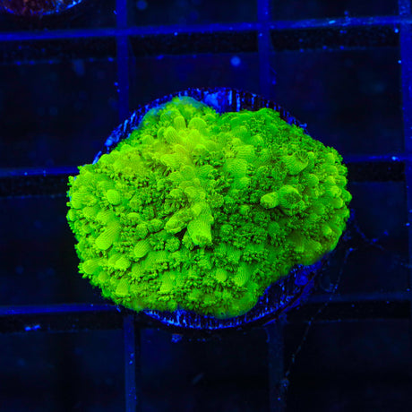 Green Slimer Acropora Coral