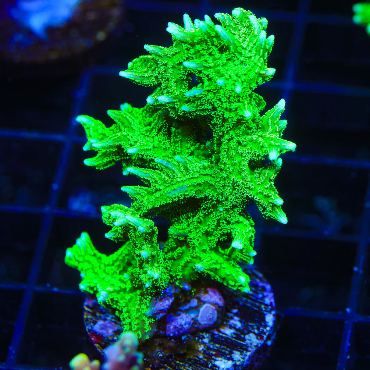 TSA Jade Dragon Birdsnest Coral