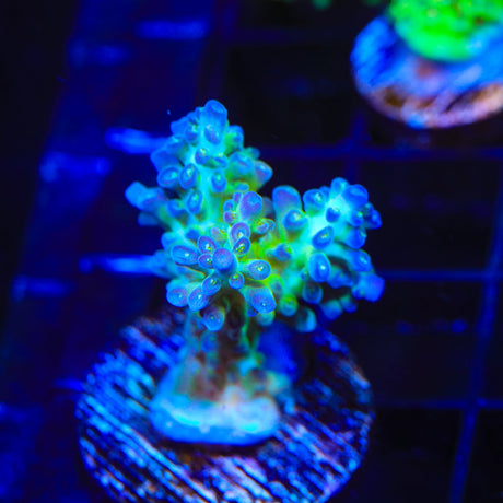 TSA Mossberry Acropora Coral