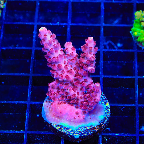 Forest Fire Digitata Montipora XL Frag Coral