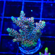 TSA Rainbow Sherbet Acropora Coral